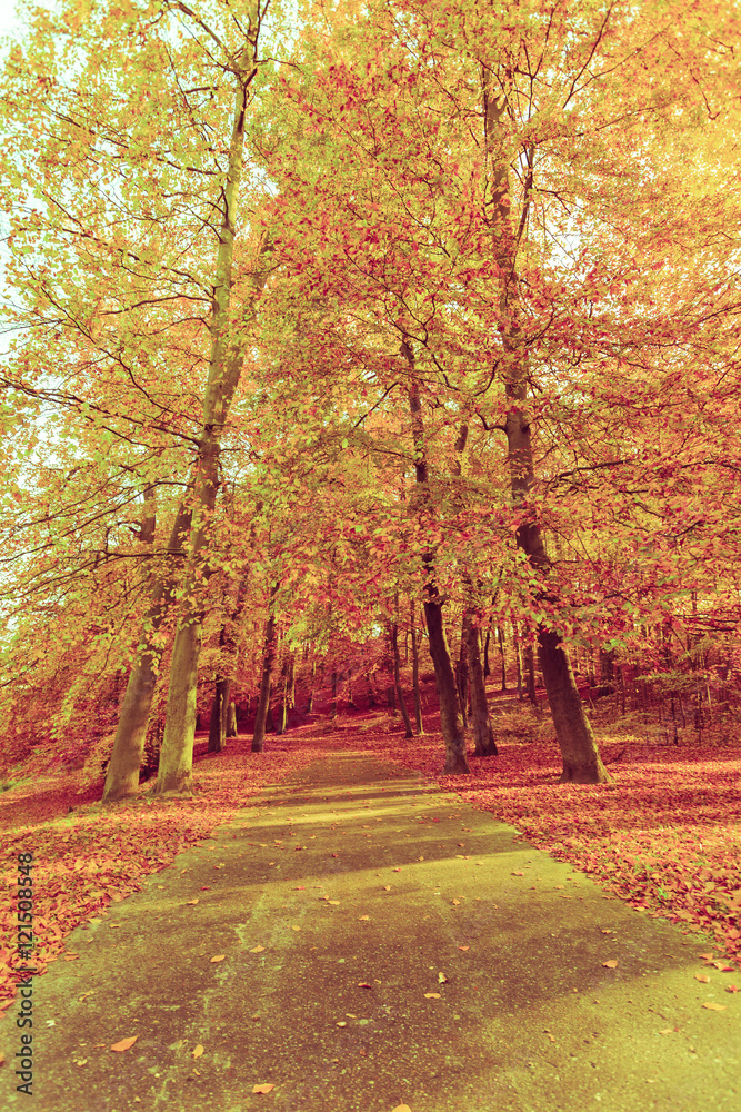 Colorful autumn in park.