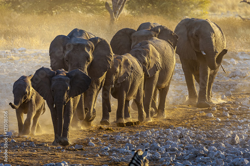 Group of elephants head for water  in the late afternoon