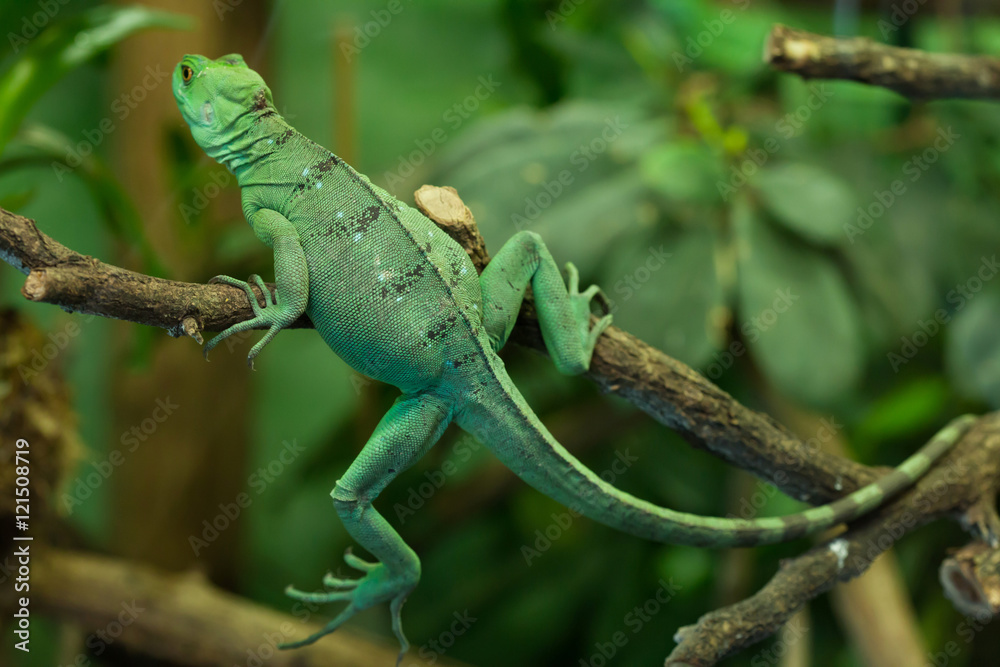 Plumed basilisk (Basiliscus plumifrons) Plumed basilisk (Basiliscus plumifrons)