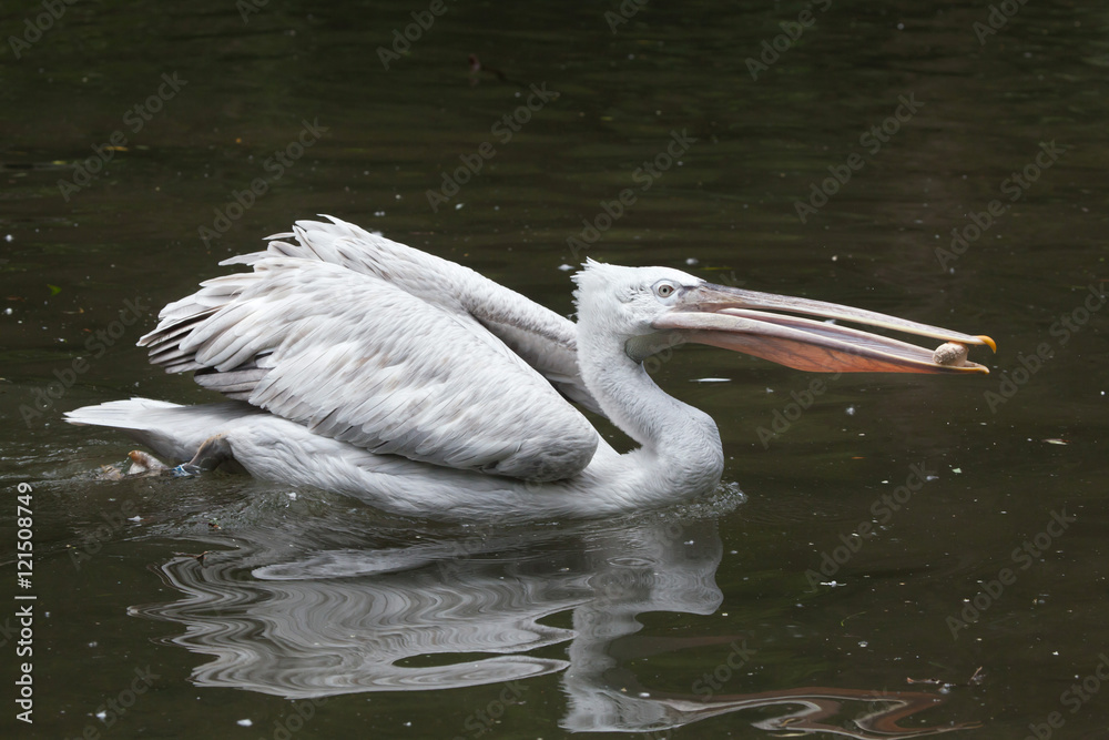 Dalmatian pelican (Pelecanus crispus). Dalmatian pelican (Pelecanus crispus).