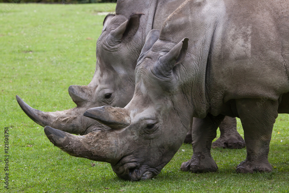 Obraz premium Southern white rhinoceros (Ceratotherium simum simum).
