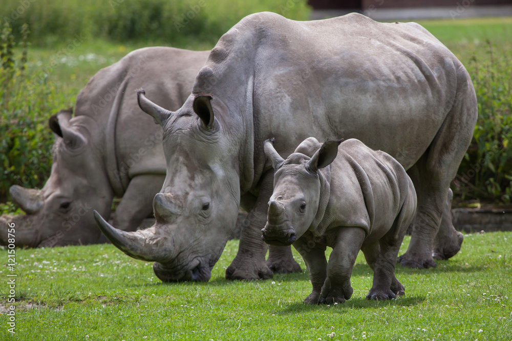 Obraz premium Southern white rhinoceros (Ceratotherium simum simum).