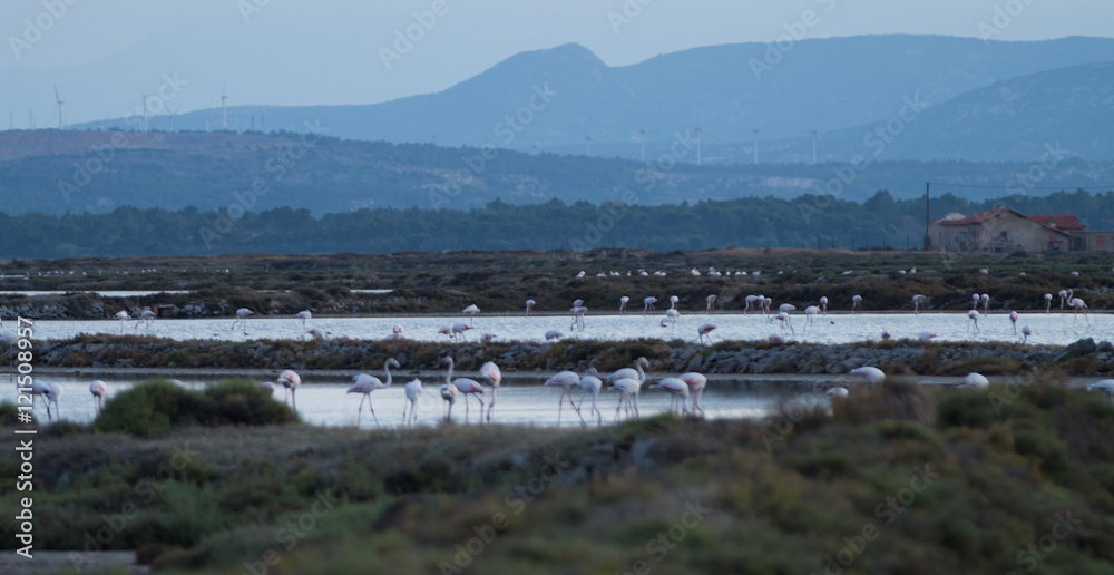Naklejka premium Flamants roses