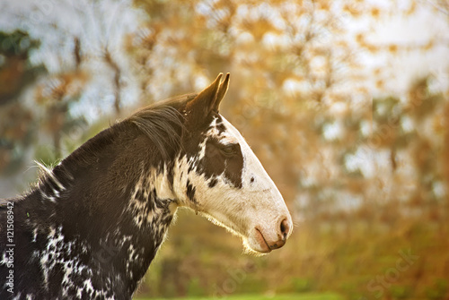 Portrait of a criollo horse  photo