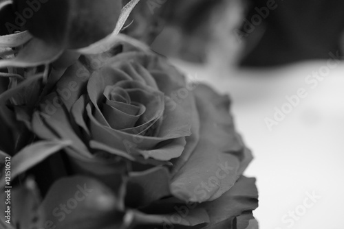 red rose (black and white)