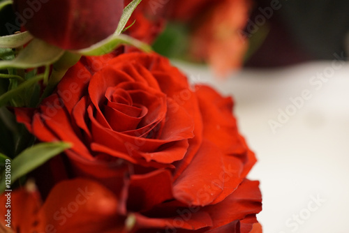 red rose (color)