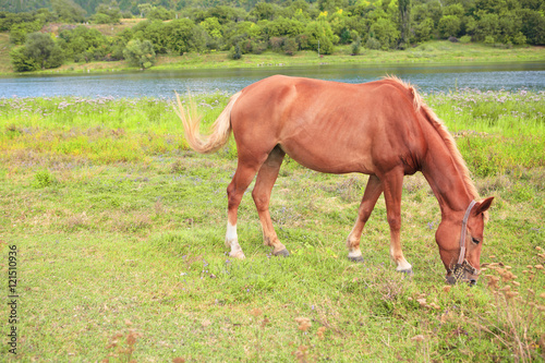 red horse grazing grass