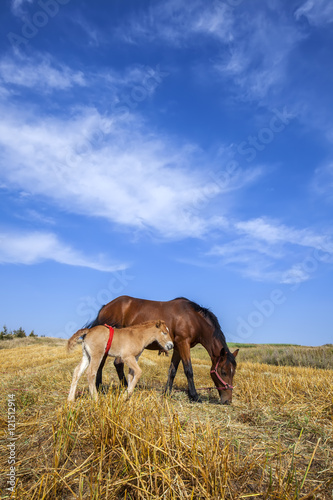 The horses in the grasslands of autumn © zhengzaishanchu