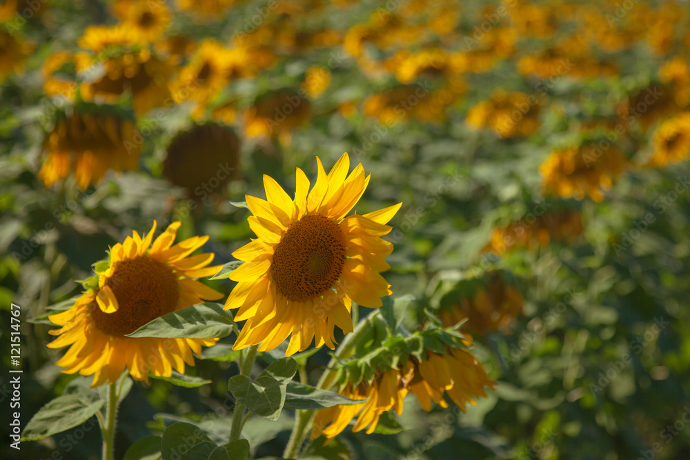 Fototapeta premium Sunflower Field with Copy Space