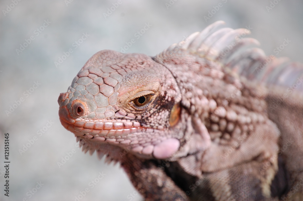 Obraz premium Fire Lizard