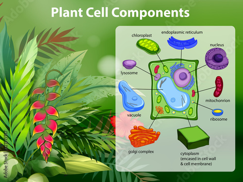 Plant cell components diagram