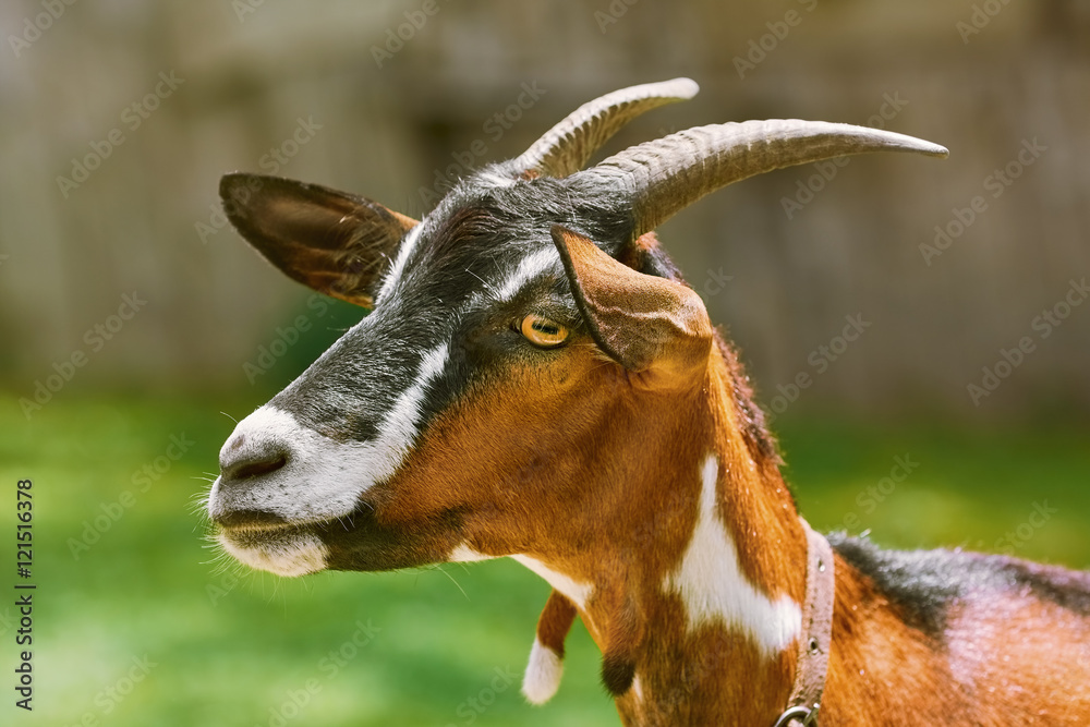 Portrait of Nanny Goat