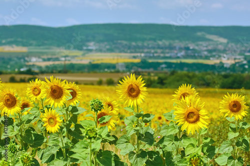 Ripe Yellow Sunflowers in front of Hillside