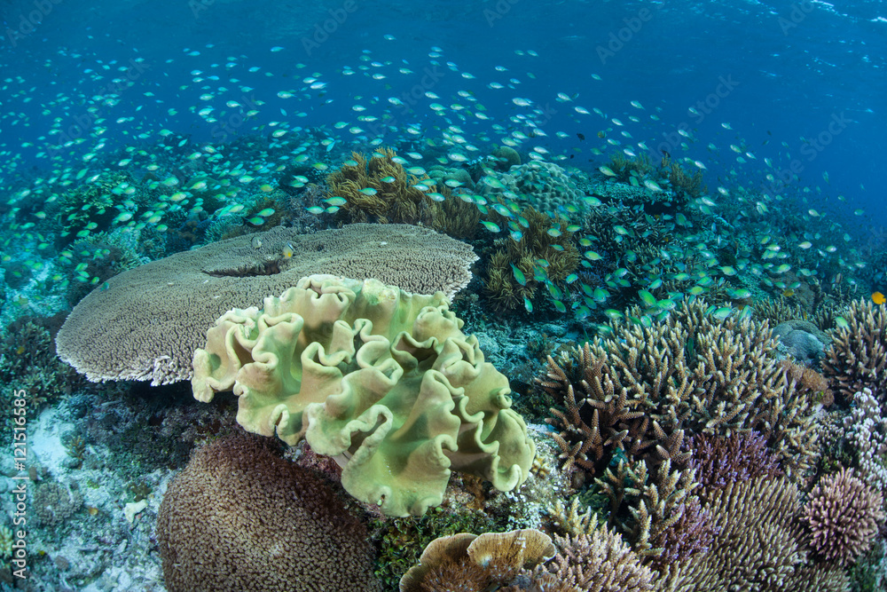 Blue-Green Damselfish and Beautiful Reef Blue-Green Damselfish and Beautiful Reef