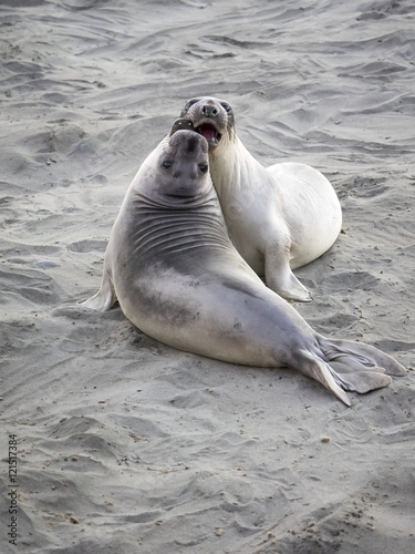 fighting sparring juvenile male elephant seals, big sur, california, united states. pinniped semi aquatic marine mammal