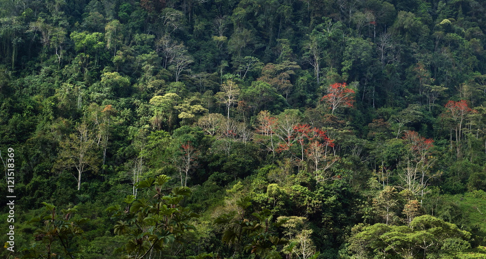 Image of the rainforest in the peruvian amazon.