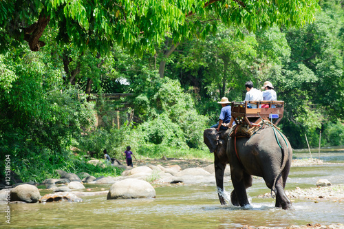 Elephant trekking through jungle