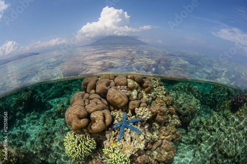 Bild auf Leinwand Coral Reef Near Volcano in Indonesia