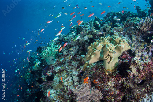 Tropical Coral Reef in Pacific photo