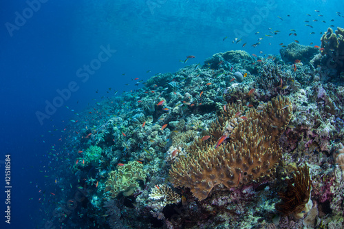 Coral Reef Drop Off