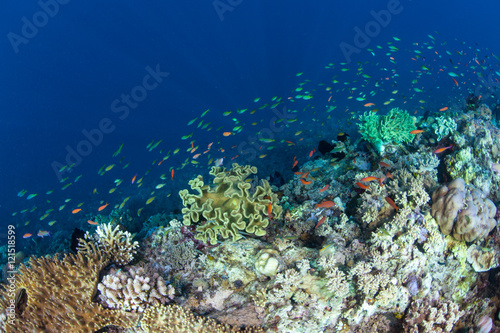 Fototapeta Naklejka Na Ścianę i Meble -  Fish Swim Along Edge of Coral Reef