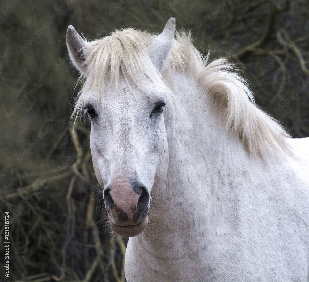 Fototapeta premium White Wild Horse Stalion