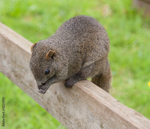 Squirrel in the park to eat photo