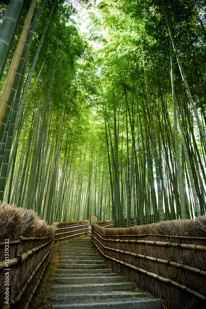 Fototapeta premium 京都嵐山 念仏寺の竹林