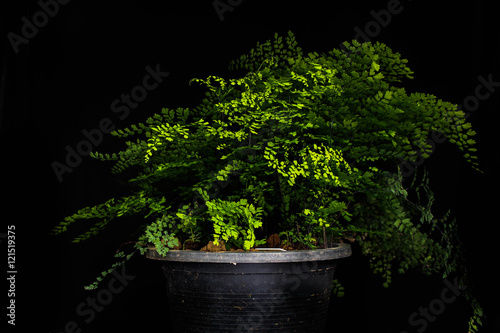 maidenhair fern Adiantum concinnum Humb.& Bonpl.ex Willd beettlemadlehair photo