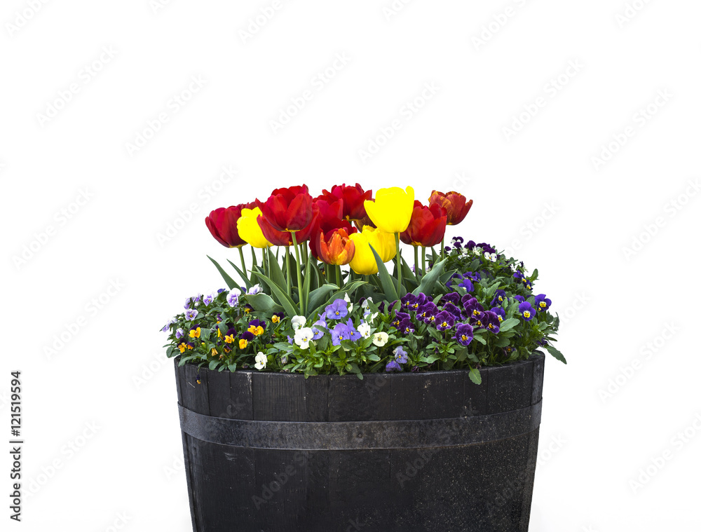 Tulip isolated Tulip isolated