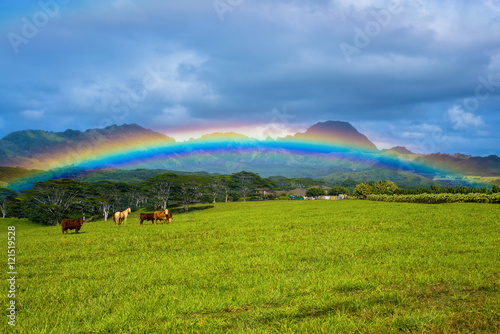 livestock under a rainbow, kauai, hawaii