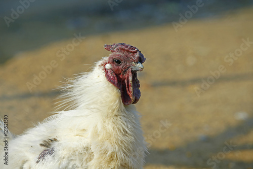 In the courtyard of the chicken photo