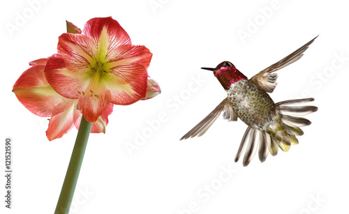 Anna's hummingbird on White Background