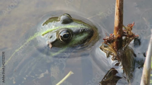 Frog in the River photo