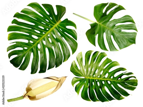 Green Monstera leaf group isolated on white background with fruit