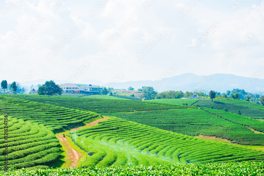 Tea Plantations.
