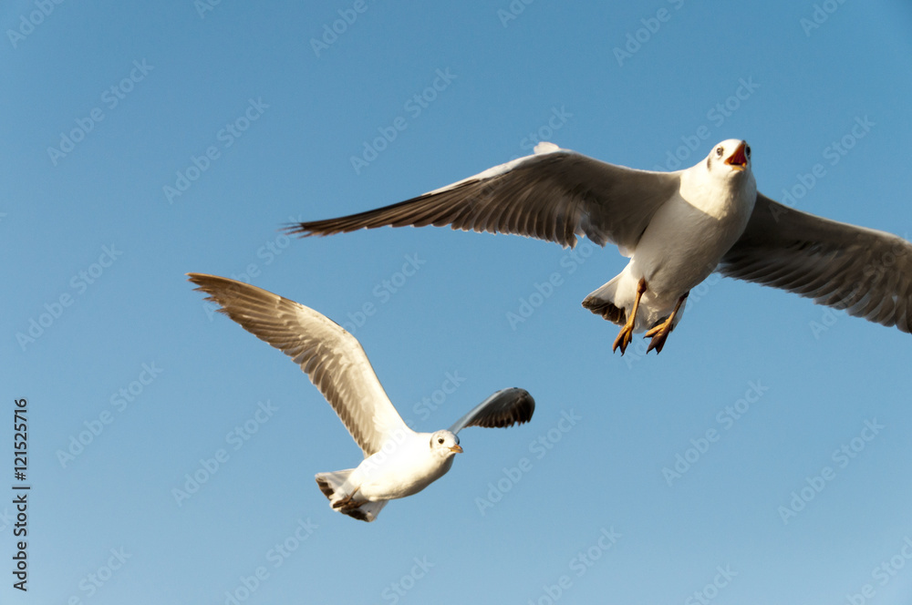 seagull flying on the air, subject is blurred seagull flying on the air, subject is blurred