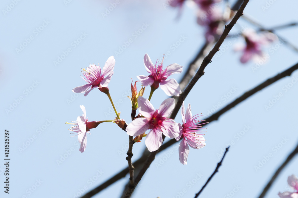 Pink Sakura flower blooming in Thailand, subject is blurred Pink Sakura flower blooming in Thailand, subject is blurred