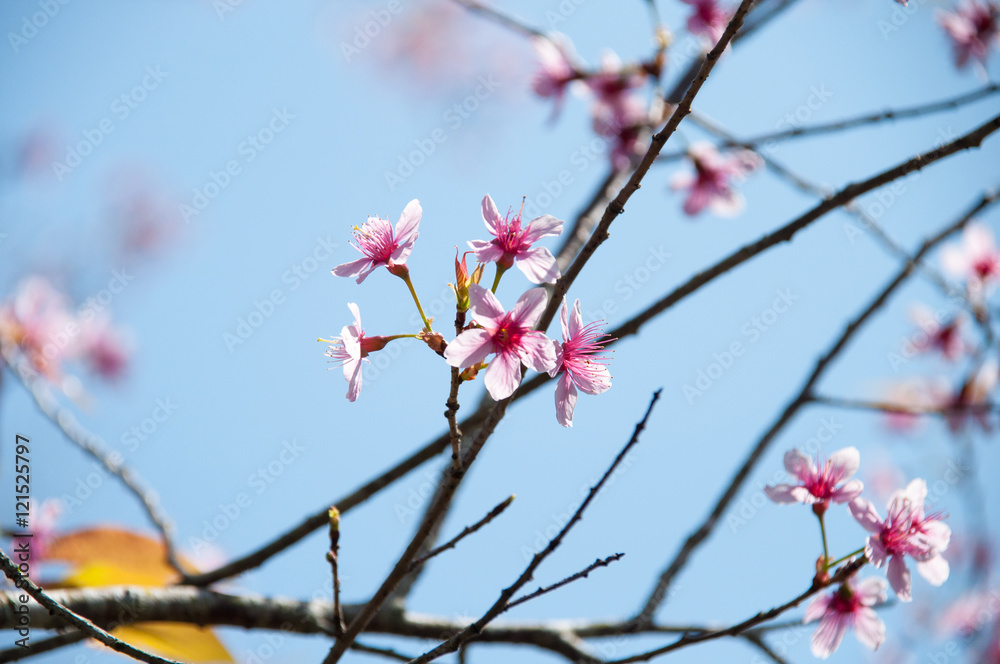 Pink Sakura flower blooming in Thailand, subject is blurred Pink Sakura flower blooming in Thailand, subject is blurred