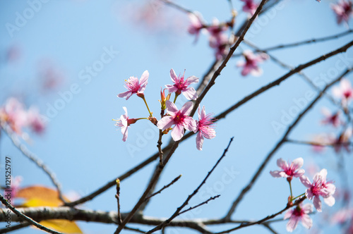 Pink Sakura flower blooming in Thailand, subject is blurred