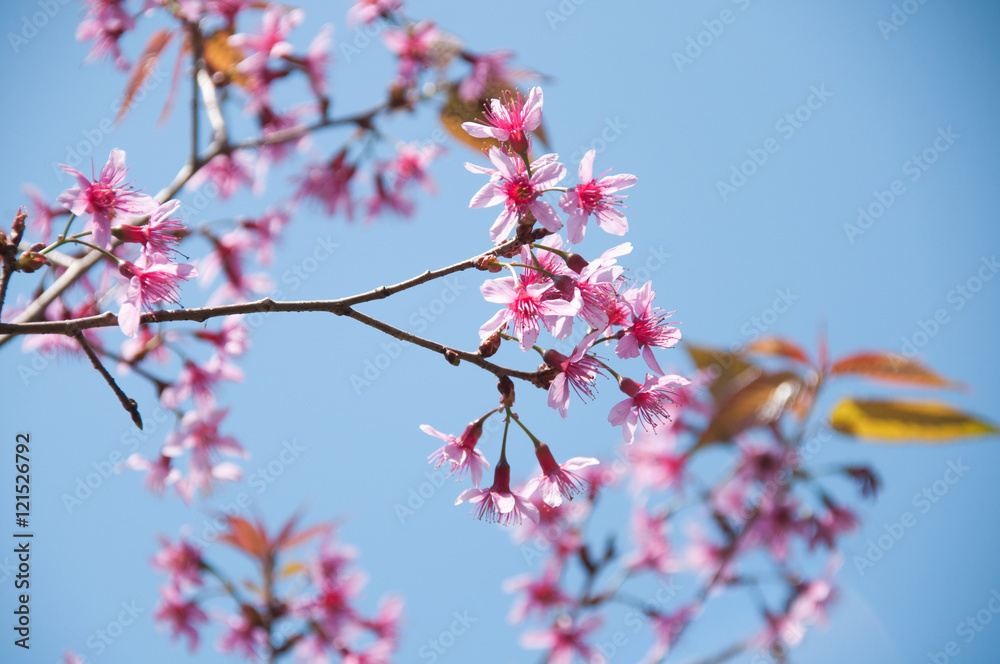 Pink Sakura flower blooming in Thailand, subject is blurred Pink Sakura flower blooming in Thailand, subject is blurred