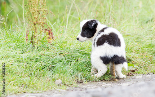 Small Border Collie puppy on a farm, pooing