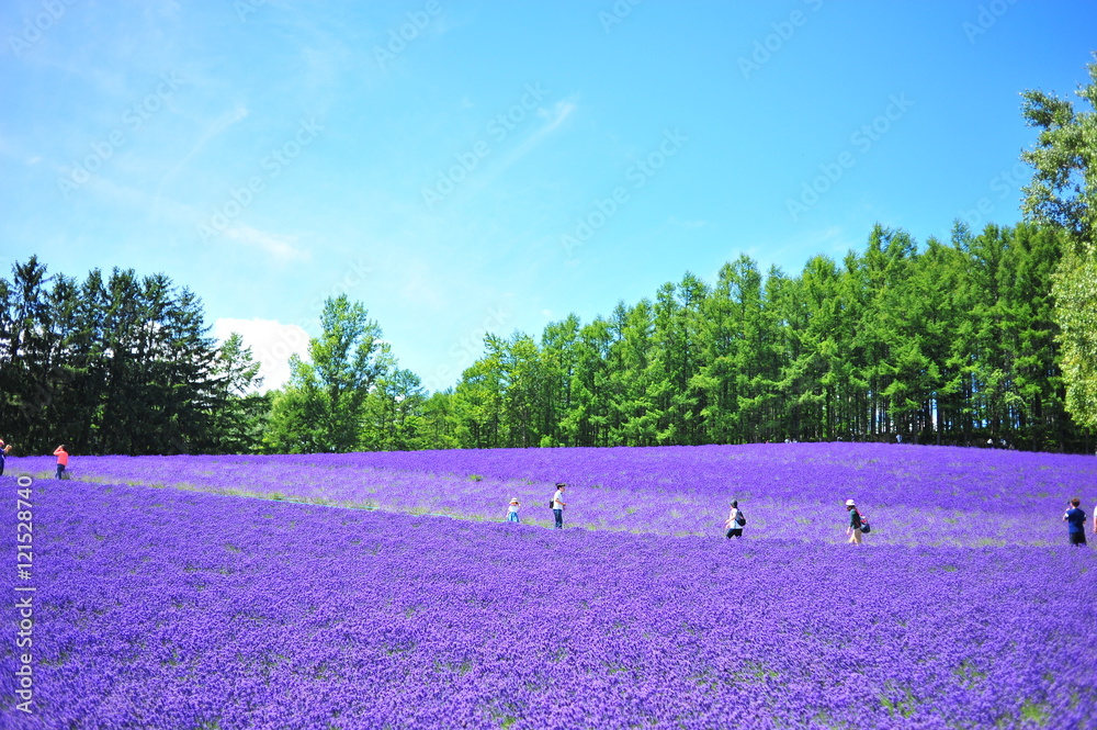 Fototapeta premium Lavender Flower Fields in Hokkaido, Japan