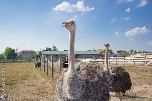Ostrich birds walk on ostrich farm countryside