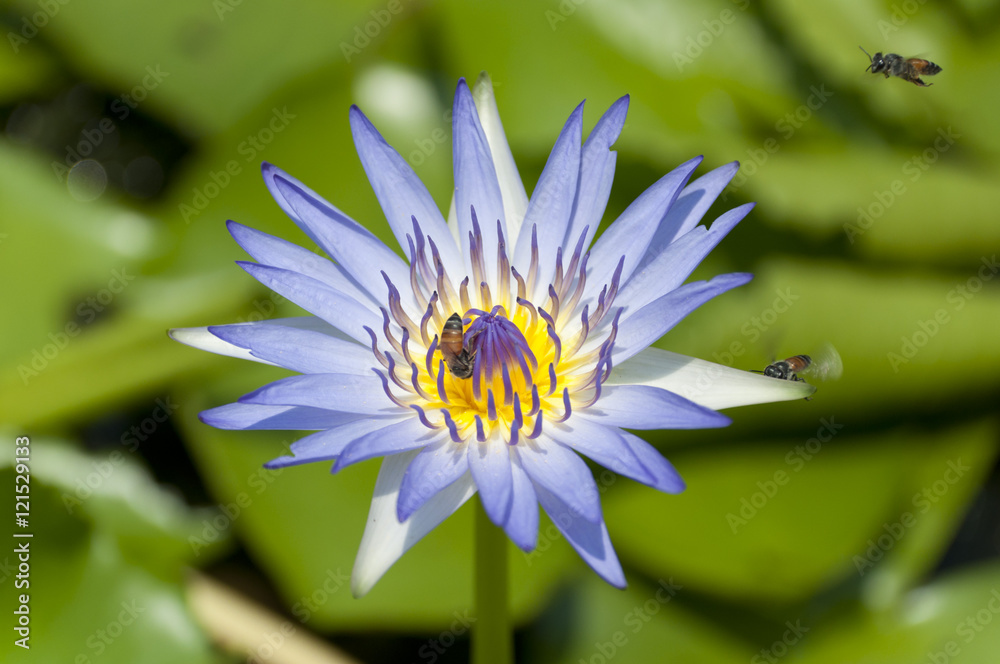 Bees swarm sucking nectar from violet lotus in garden Bees swarm sucking nectar from violet lotus in garden