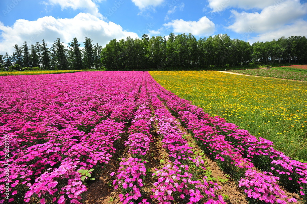 Flower Fields in Countryside of Hokkaido, Japan Flower Fields in Countryside of Hokkaido, Japan