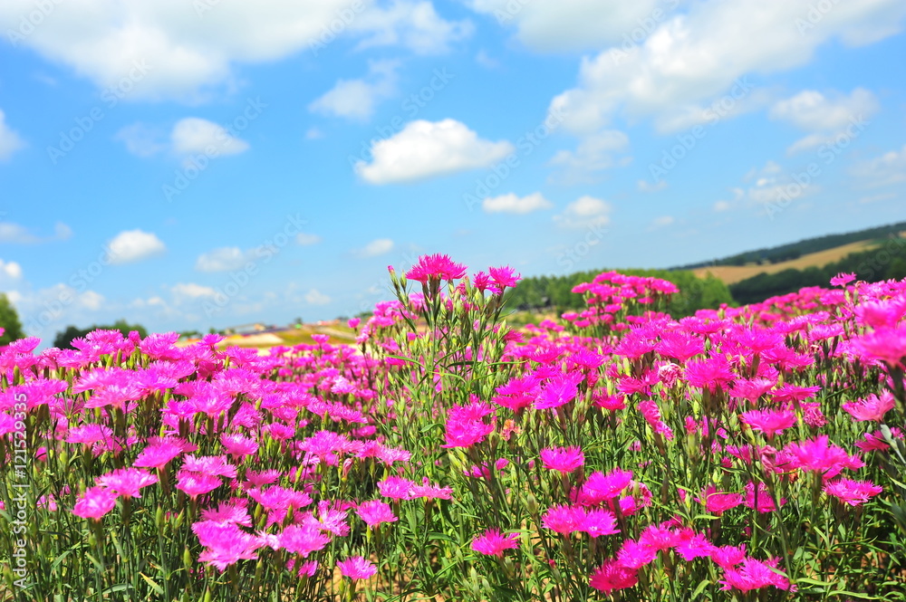 Flower Fields in Countryside of Hokkaido, Japan