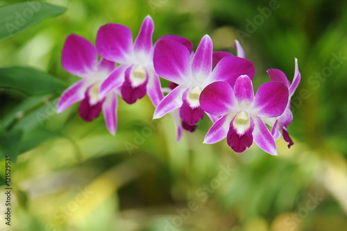 Beautiful purple orchid