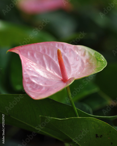 close up of beautiful pink spadix flower