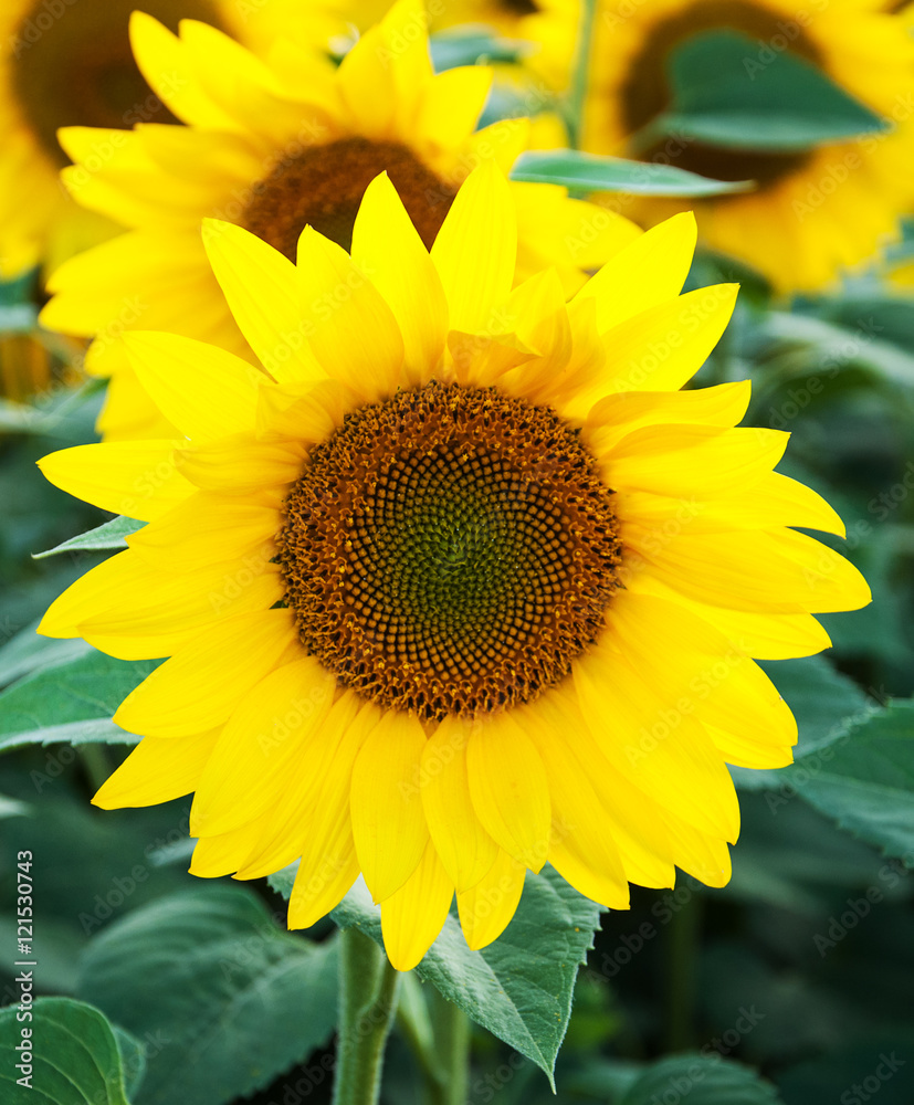 Field with sunflowers Field with sunflowers